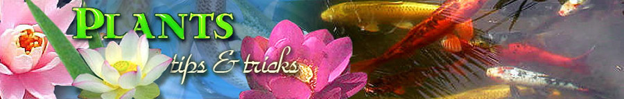 Home page of www.bonniesplants.com