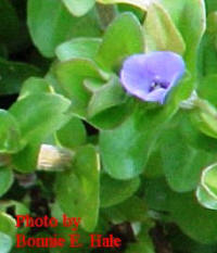 Bacopa grows about 4 inches tall.  Pretty bluish-purple flowers June though September.  Wonderful lemon scent. Dark green leaves