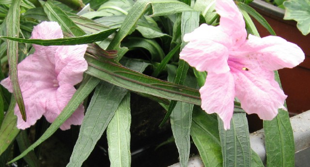  Chi-Chi has soft pink flowers and dark green foliage with a purplish tinge.