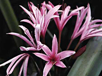 Crinum procurum 'Splendens' Pink Bog Lily