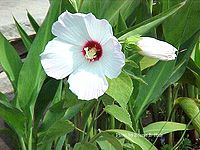 Swamp Hibiscus grows about 4’ tall and is hardy to zone 4. The magnificent flowers are very showy. Hibiscus are native American flowers with pink, white or red flowers that appear in July and August.