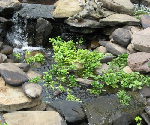 Watercress growing in my streambed
