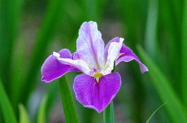 Colorific  Louisiana Water Iris