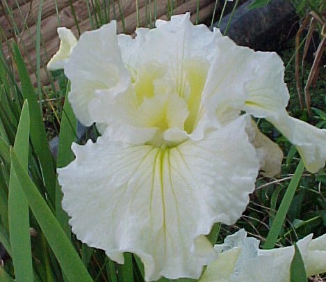 Dreamtime Louisiana Water Iris