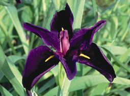 Black Gamecock iris blooms spring, blue-black color, looks black from a distance