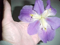 King Creole Louisiana Water Iris