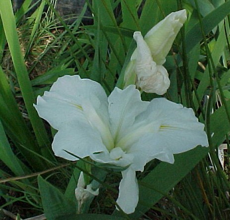 White Heaven Louisiana water iris can be potted, or the rooted ends tucked into the rocks of a streambed or water fall.