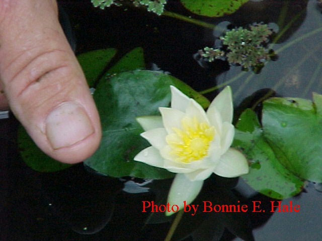 Helvola is is a great lily for patio ponds because of the small leaves and flowers.  This is definitely a miniature lily. Flowers and leaves are about the size of a US quarter