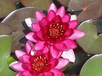 Perry's Baby Red hardy water lily