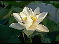 Alba Grandiflora, Asiatic variety lotus