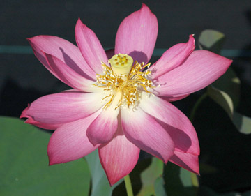 Red Scarf Lotus,  Nelumbo &nbsp;'Red scarf' &nbsp;