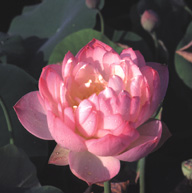 Chinese Double  Rose Lotus  Nelumbo ‘Chinese double rose'