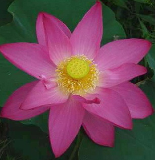Rosy Clouds Lotus, nucifera ‘Rosy Clouds’