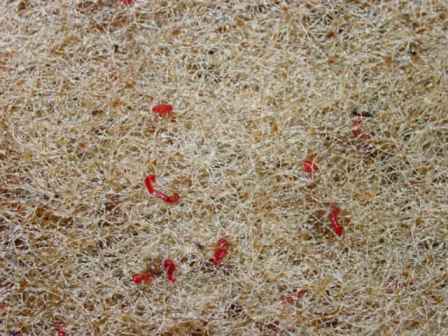 Blood worms are about 5mm long and 1mm in diameter. They appear smooth - no legs, hooks, teeth, eyes, etc, bright red in color