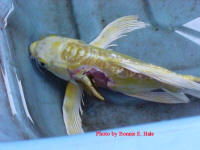 broken back in 3 places