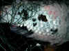 Gas bubble disease