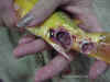 Deb's Fish-Ulcers.jpg (108323 bytes)